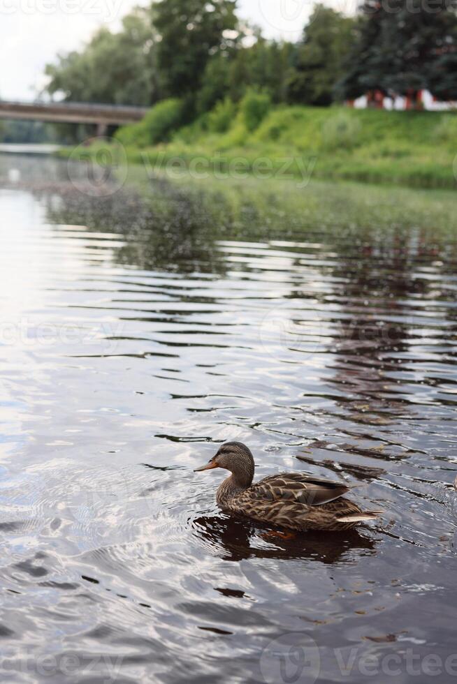 A Duck Gracefully Swimming in Reflective Water Surrounded by Lush Greenery and Nature photo