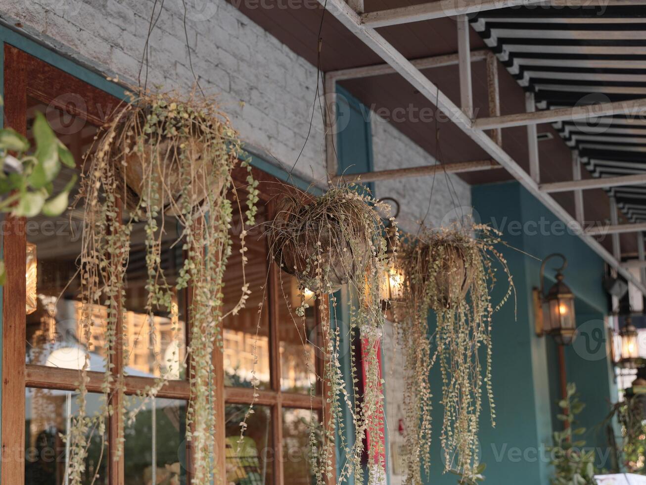 Charming Hanging Plants Decor by the Window Brings a Refreshing Aesthetic, Inviting Ambiance photo