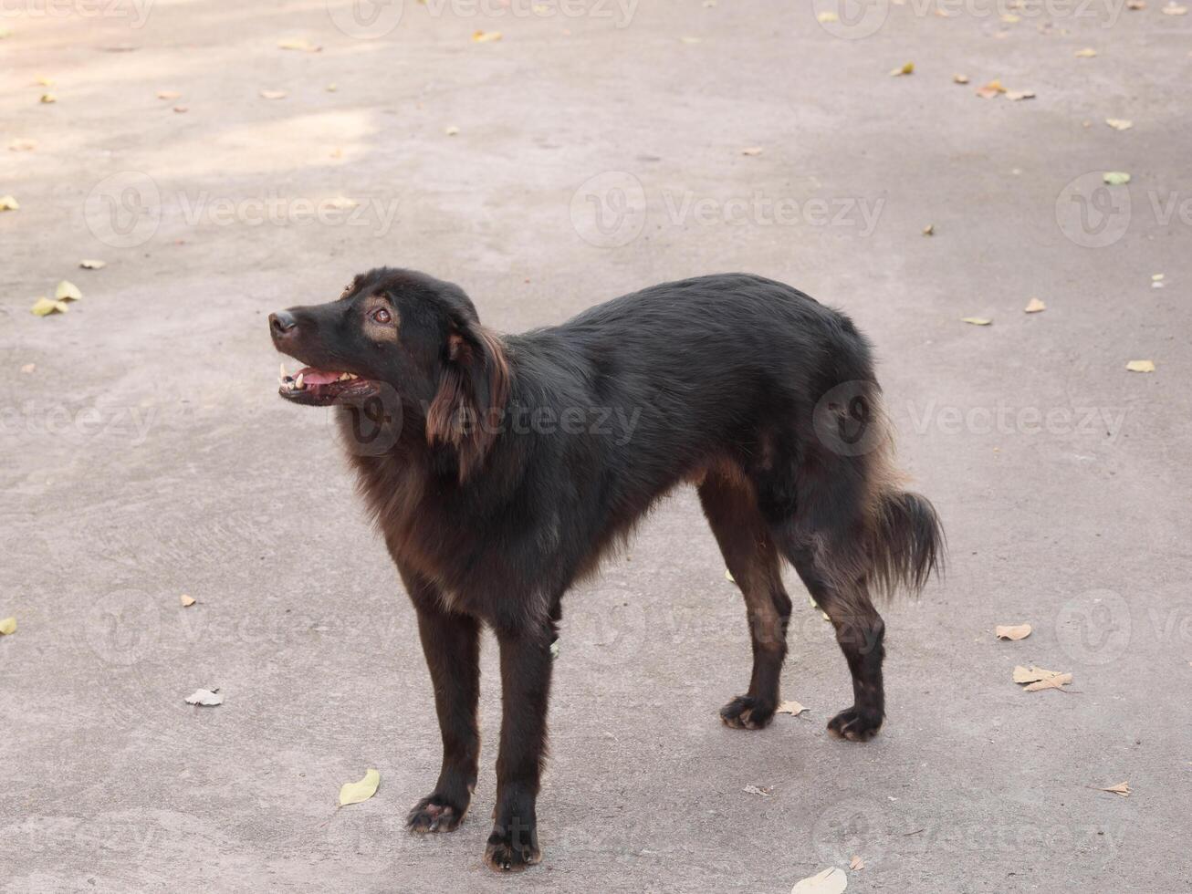 A Playful Black Dog Standing on the Pavement, full of energy and joy, ready for adventure photo