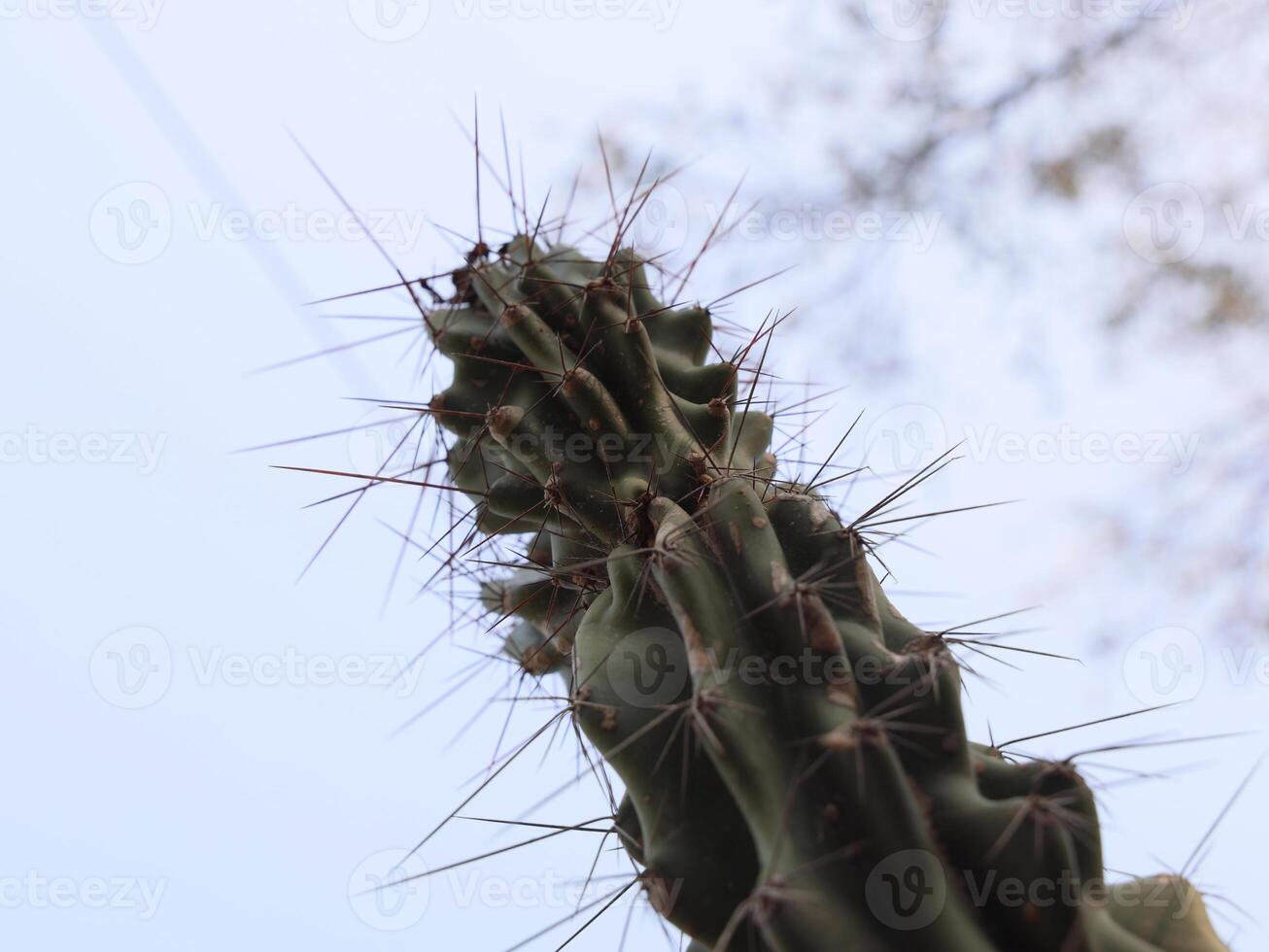 A CloseUp Image Featuring a Cactus with Its Distinctive Spines Set Against a Cloudy Sky photo