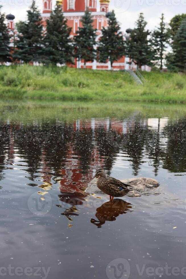 A serene pond with colorful ducks reflecting trees and buildings, creating a tranquil atmosphere photo
