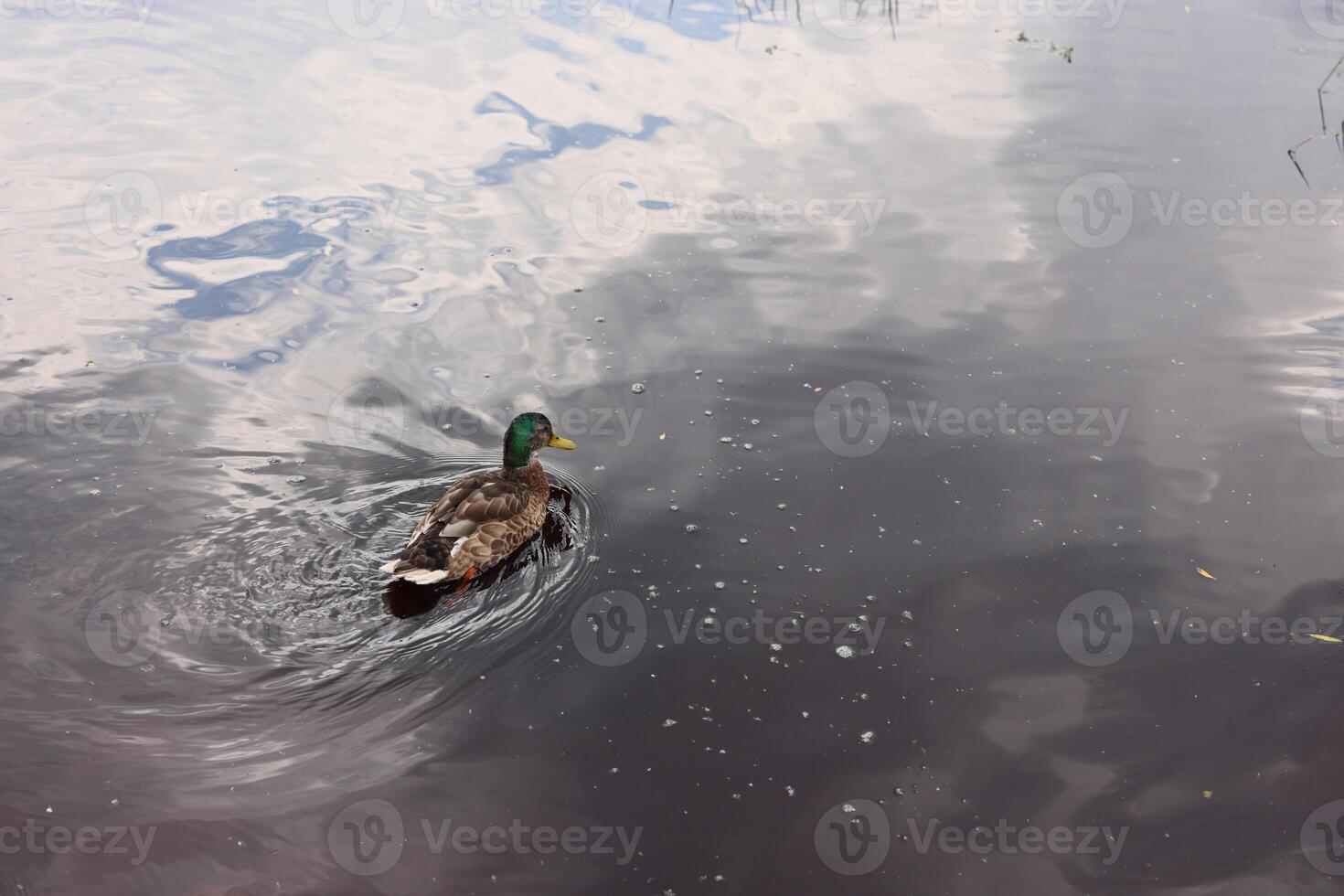 A Duck Gracefully Swimming on the Reflective Surface of Calm Water Under the Sky photo