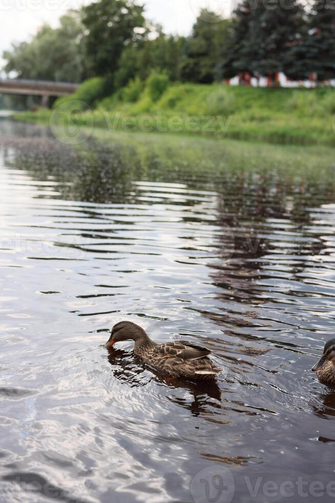 A Serene Duck Swimming Gracefully in the Tranquil Waters of a Peaceful Pond or Lake photo