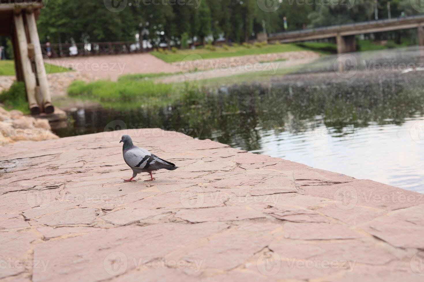 A Solitary Pigeon resting peacefully by the edge of a Serene Water Body at sunset photo