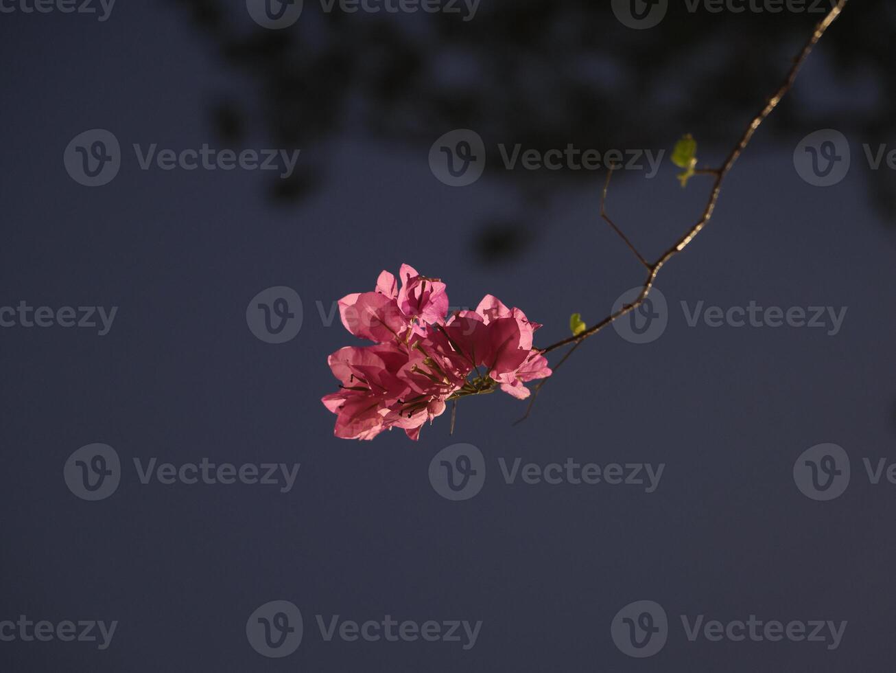 Delicate Pink Blossoms Beautifully Set Against a Rich, Dark Background Creating a Charming Scene photo