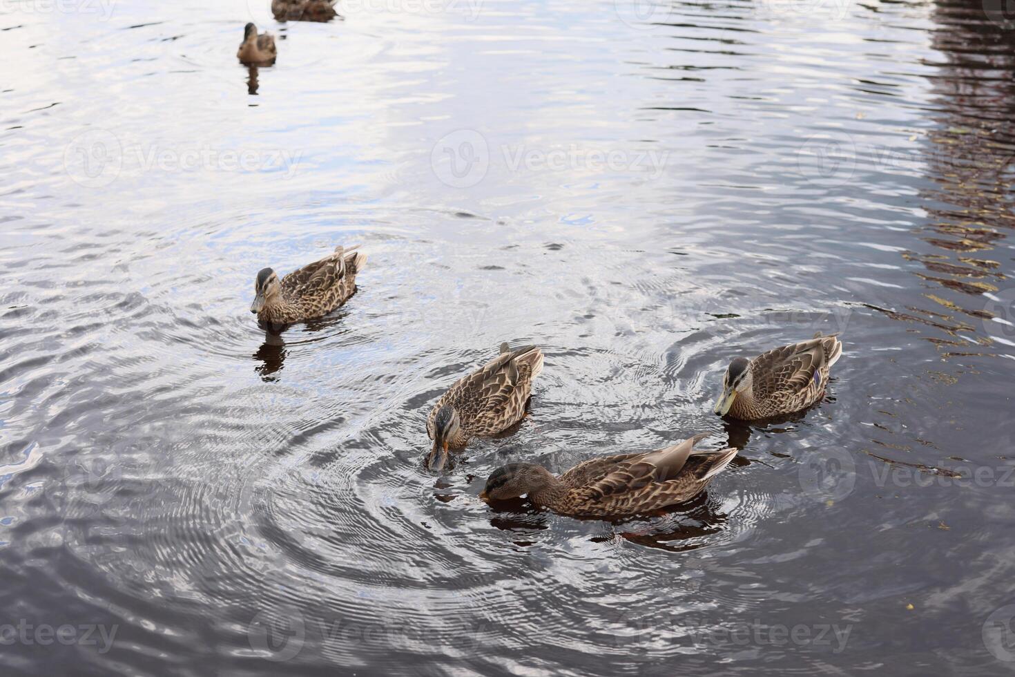 Ducks are swimming peacefully in a tranquil pond, enjoying the calm afternoon sunshine photo