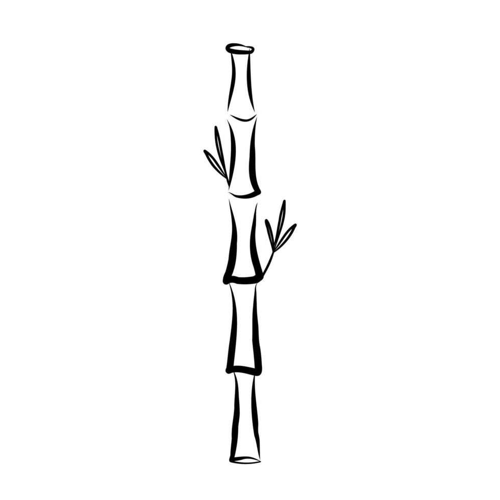 Bamboo branch sketch on isolated background. Simple doodle of jungle bamboo icon for web, design, sign, logo, card. Botanical illustration of Japanese plant on isolated white background vector