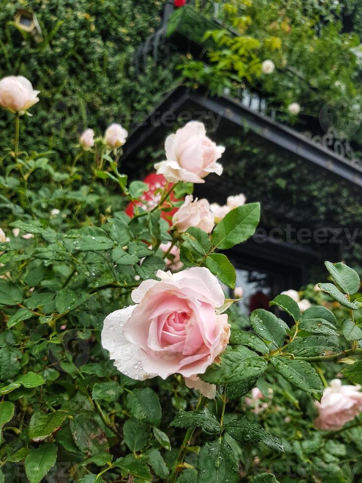 Pink Roses Blooming with Water Droplets in Lush Green Garden photo