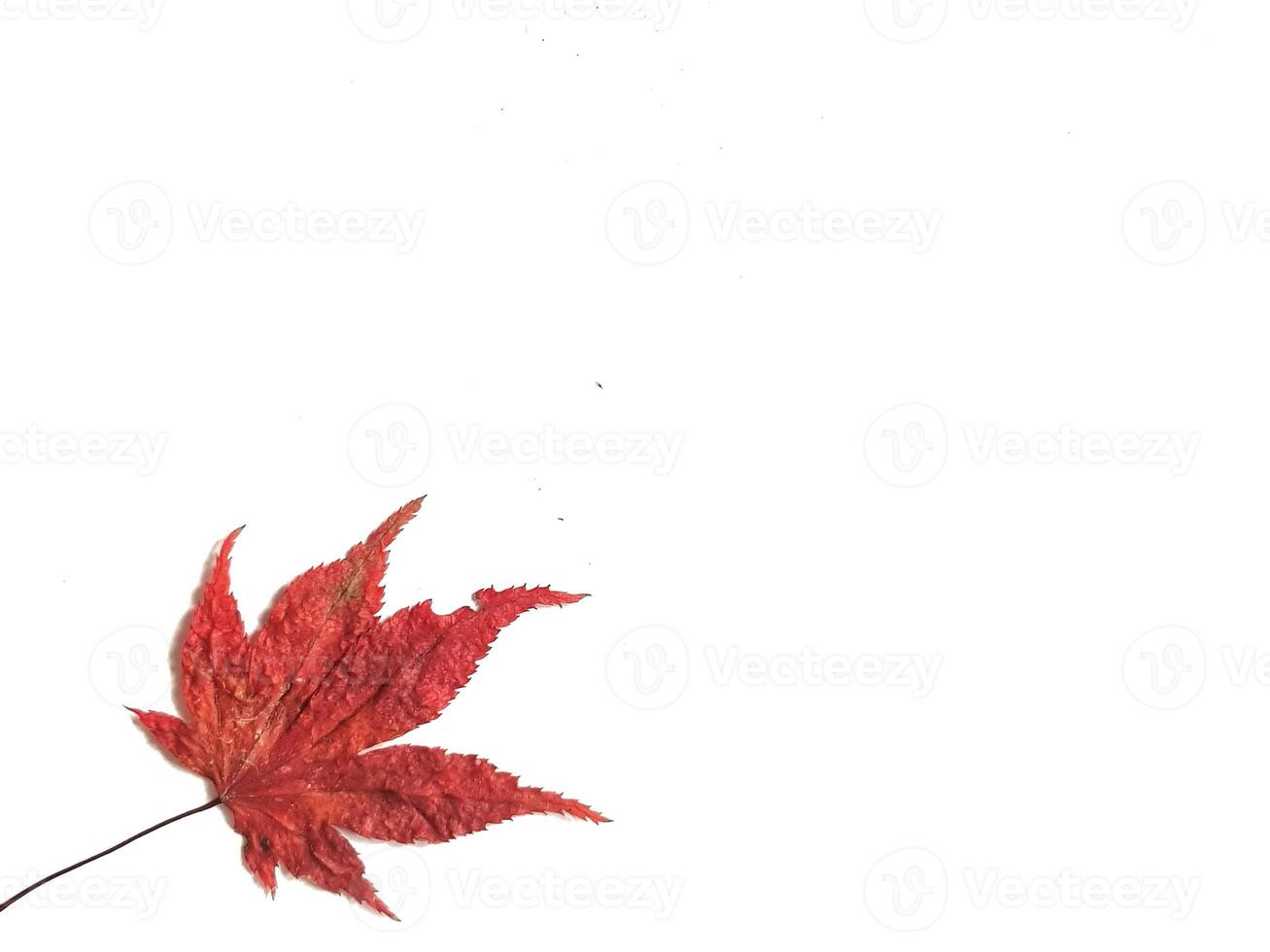 Single Red Maple Leaf on White Background Autumn Nature Photography photo