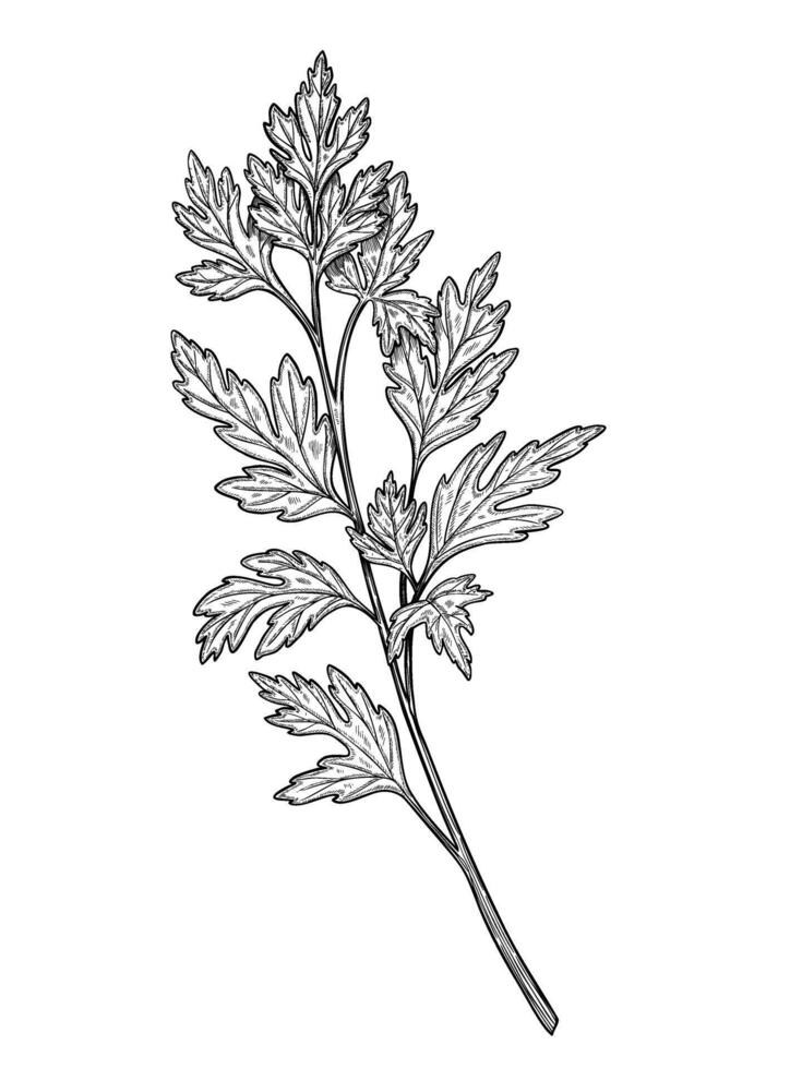 Hand drawn illustration of Parsley sprig. Outline drawing of Coriander leaf for cooking book or menu design. Sketch of Cilantro plant for recipe. Engraving of kitchen herb painted by black inks vector