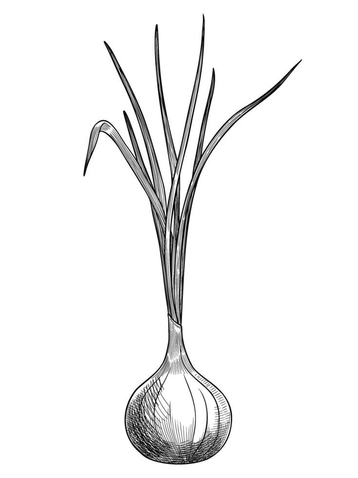 Hand drawn illustration of a growing Onion Sprout. Linear drawing of Bulb painted by black inks for culinary recipes or cookbook design. Outline sketch of kitchen vegetable in vintage style. vector