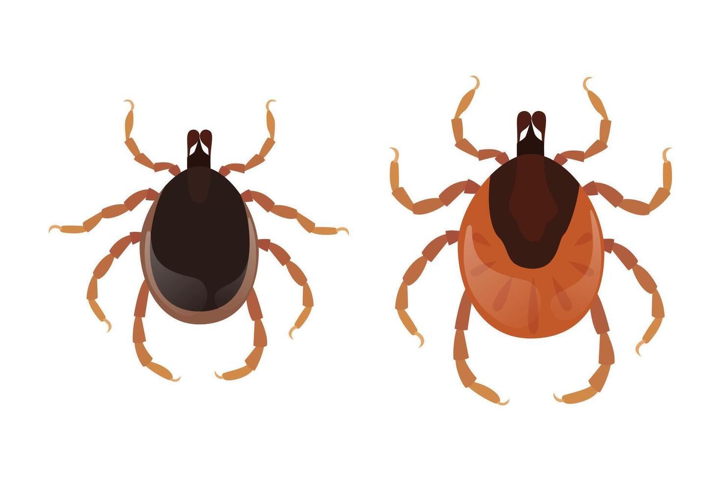 Two mites, one full of blood and the other hungry, representing danger of encephalitis and borreliosis vector