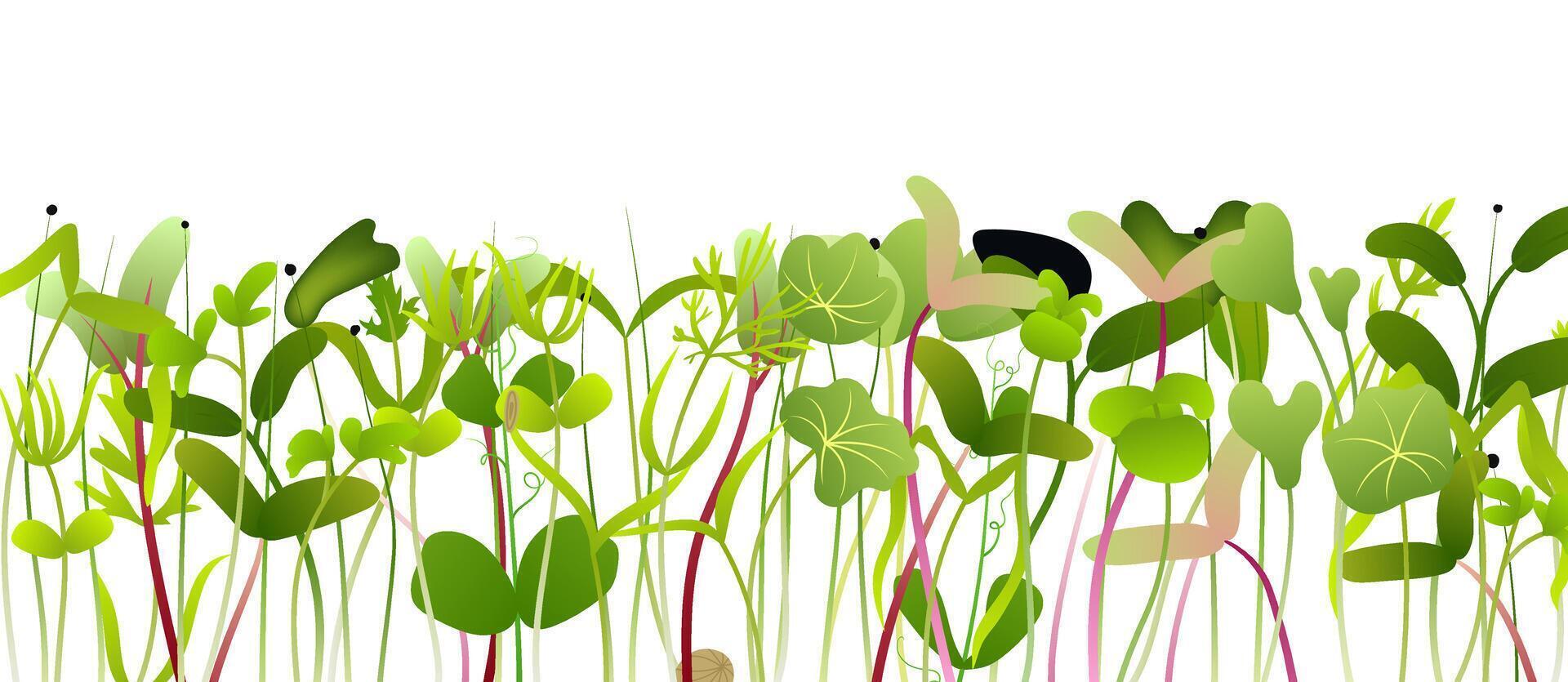 Microgreens growing in a dense and vibrant row against white background vector