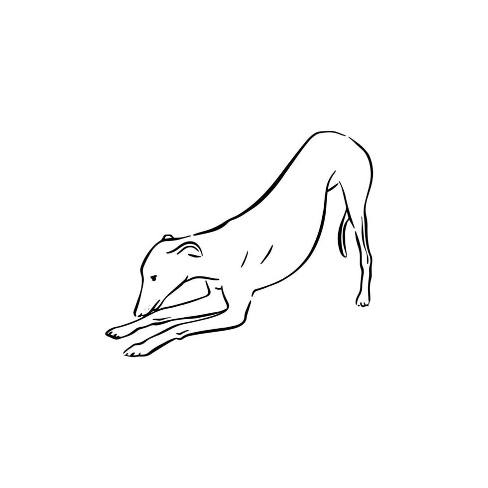 Whippet dog in a playing position or bowing. Black and white drawing. vector