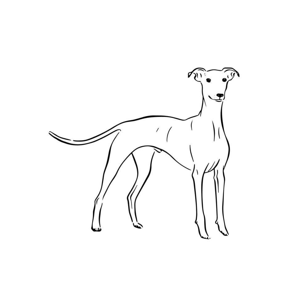 A side profile whippet dog standing. Hand drawn in black and white. vector