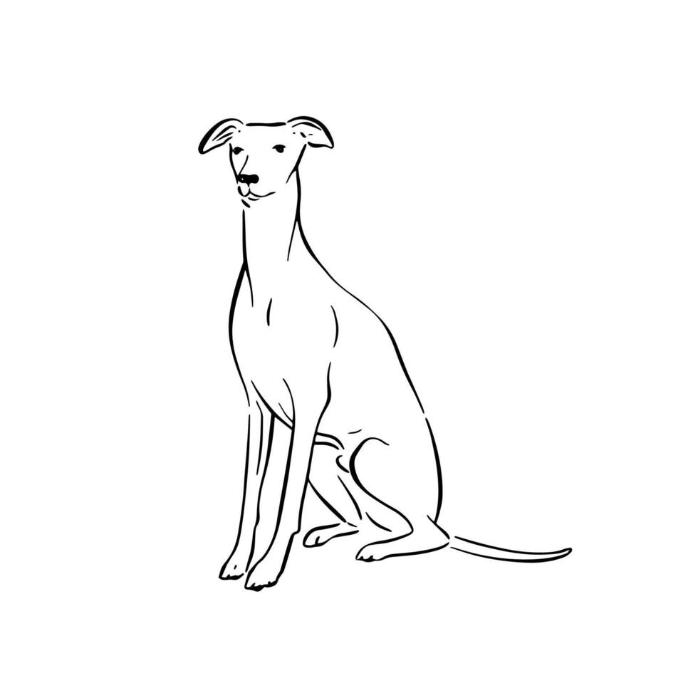 A whippet dog sitting. Simple side profile drawing of a dog vector