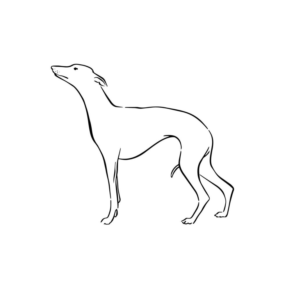 Side profile whippet dog facing left. Hand drawn in black. vector