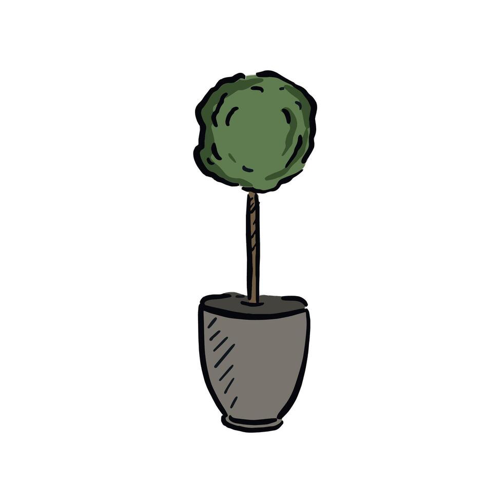Box ball plant in a pot. Green bush. vector