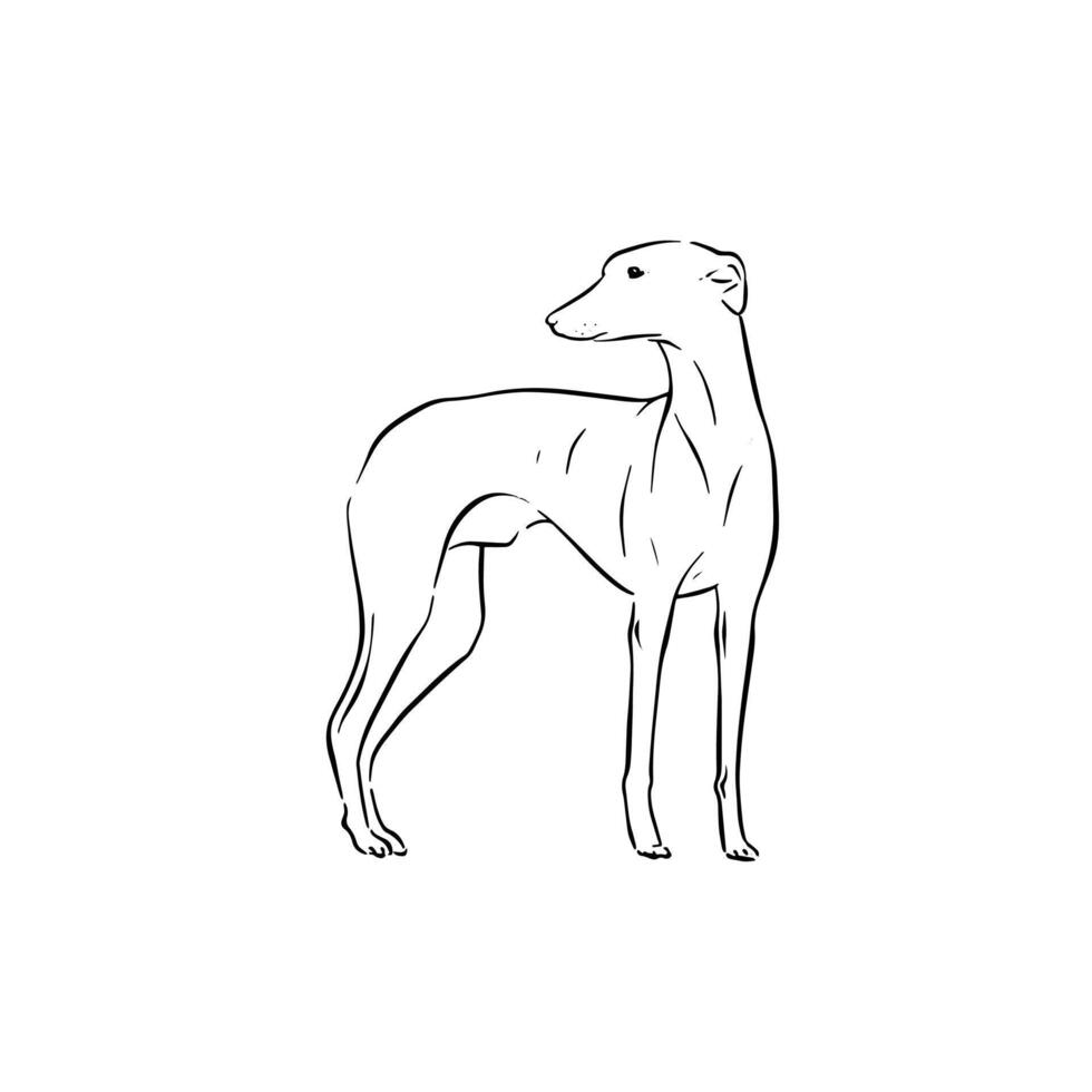 Side profile whippet dog with head turned looking left. vector