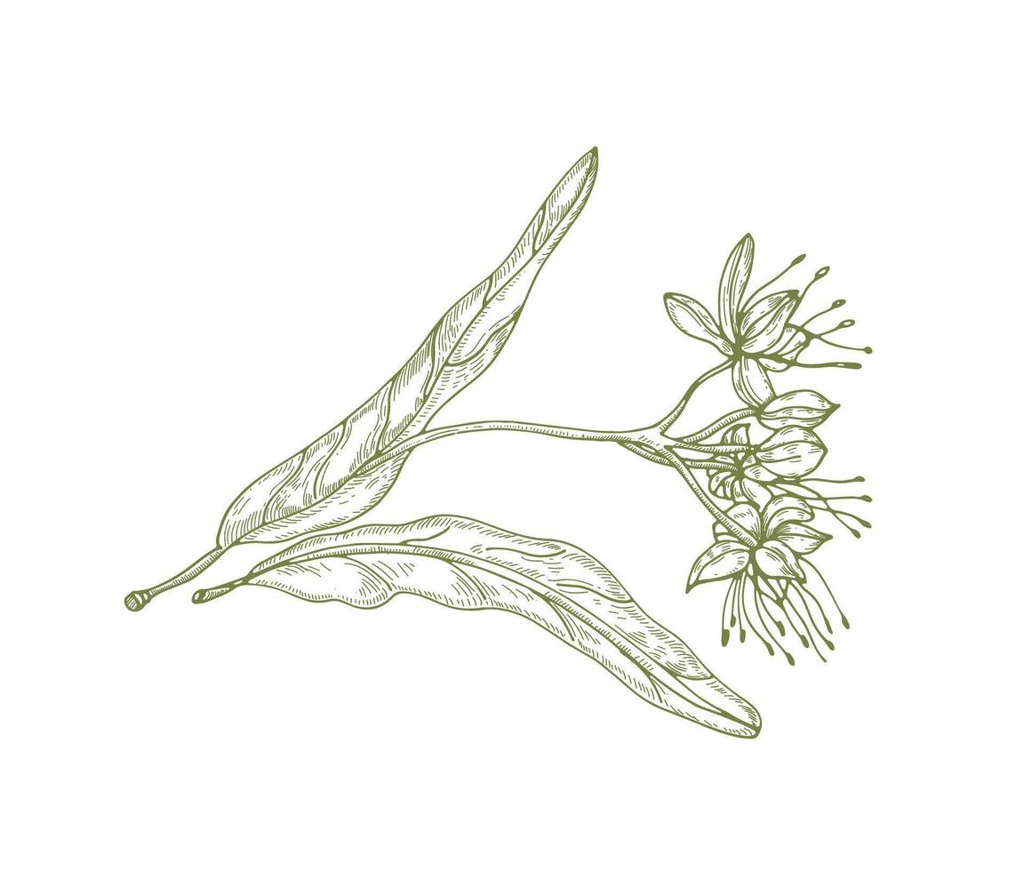 Gorgeous outline drawing of linden leaves and flowers or inflorescence. Beautiful tree part used in phytotherapy drawn with contour lines on white background. Elegant natural illustration. vector