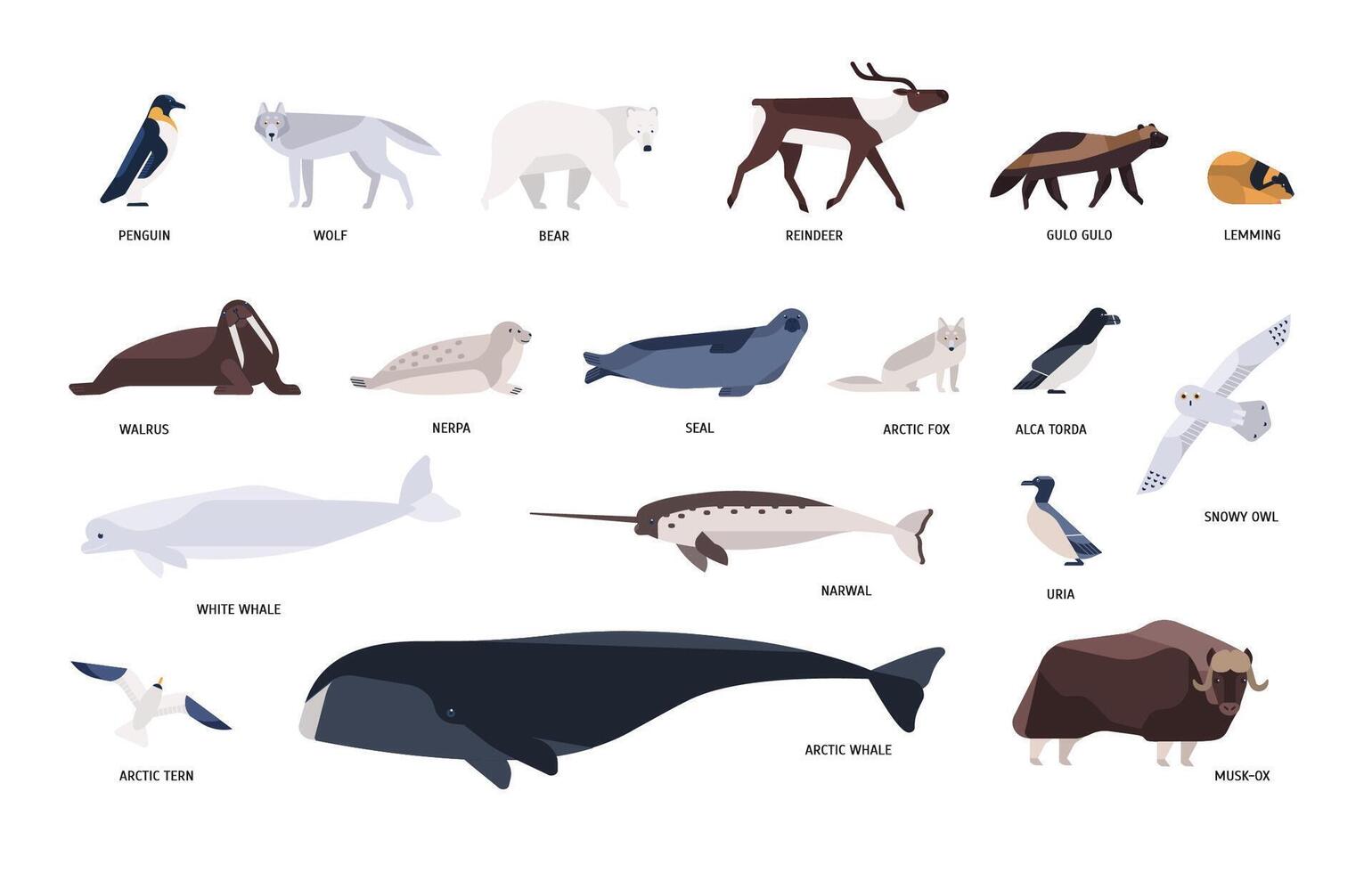 Illustration of Arctic animals and wildlife vector