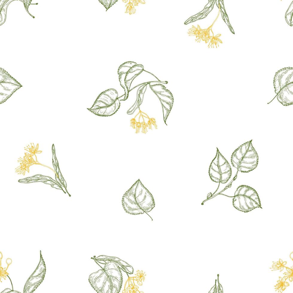 Natural seamless pattern with blooming linden flowers and leaves drawn with contour lines on white background. Backdrop with tree foliage. Decorative illustration for wrapping paper, wallpaper. vector