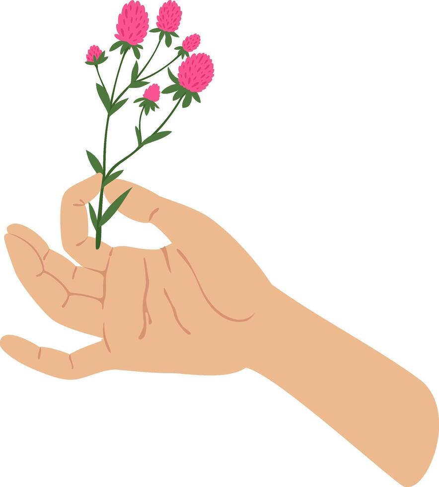 Hand gently holding a stem of clover flower, symbolizing luck, nature, and spring, ideal for projects related to herbalism, botany, or natural remedies vector