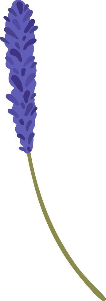 Lavender flower with long stem growing up, isolated on white background, simple cartoon flat illustration, aromatherapy and spa concept vector