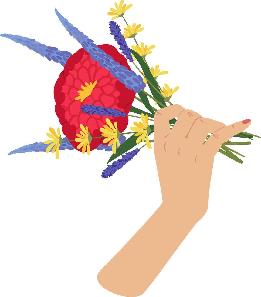 Woman hand with light skin and pink nail polish holding colorful bouquet of flowers with red dahlia, yellow daisy and blue lavender, isolated illustration on white background vector