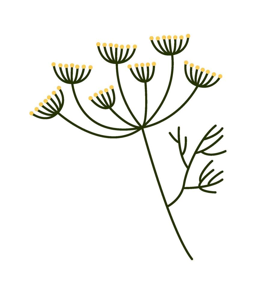 Fragrant dill flower flat icon Green herb Agriculture vector