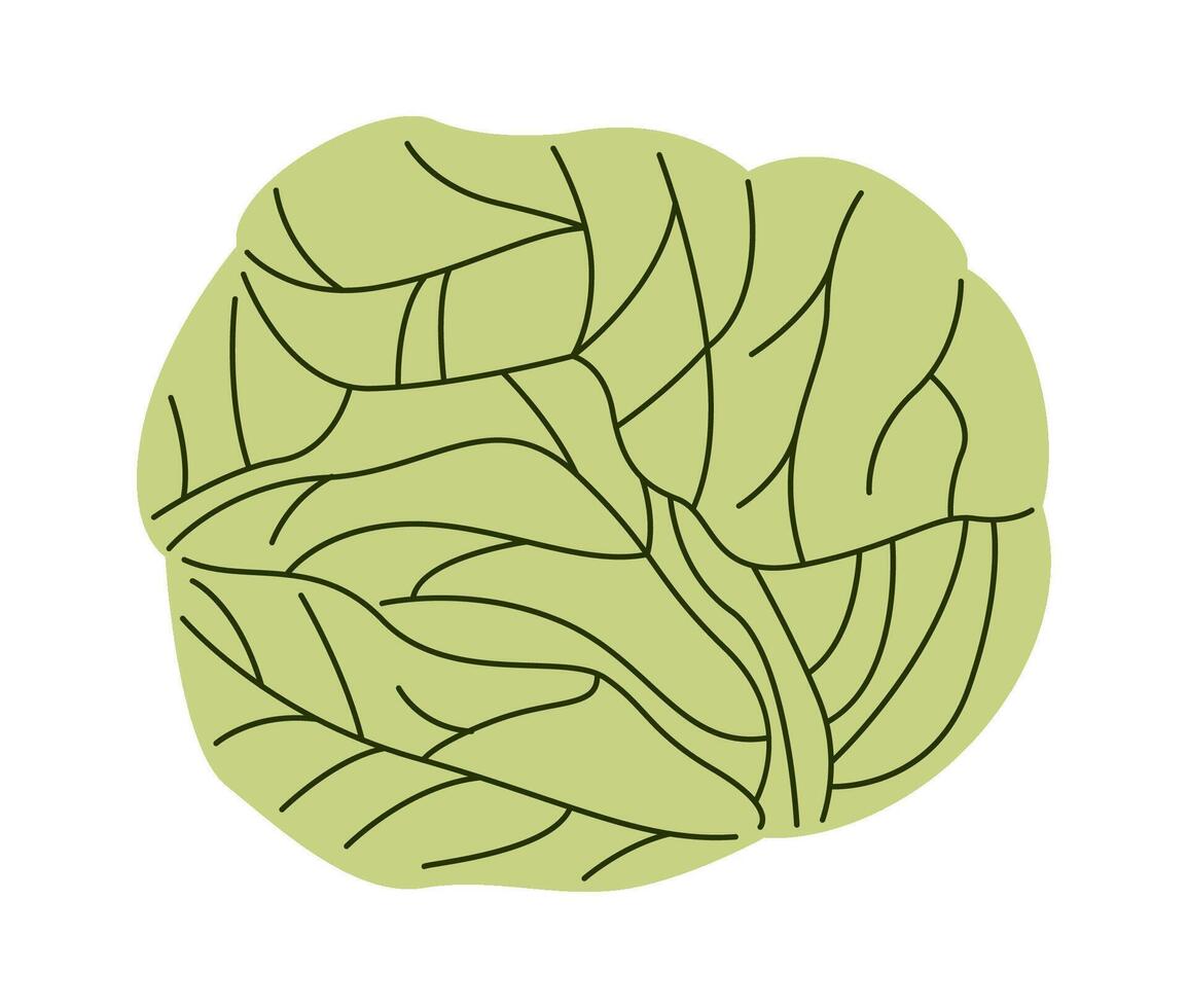 Cabbage flat icon Healthy organic vegetable vector