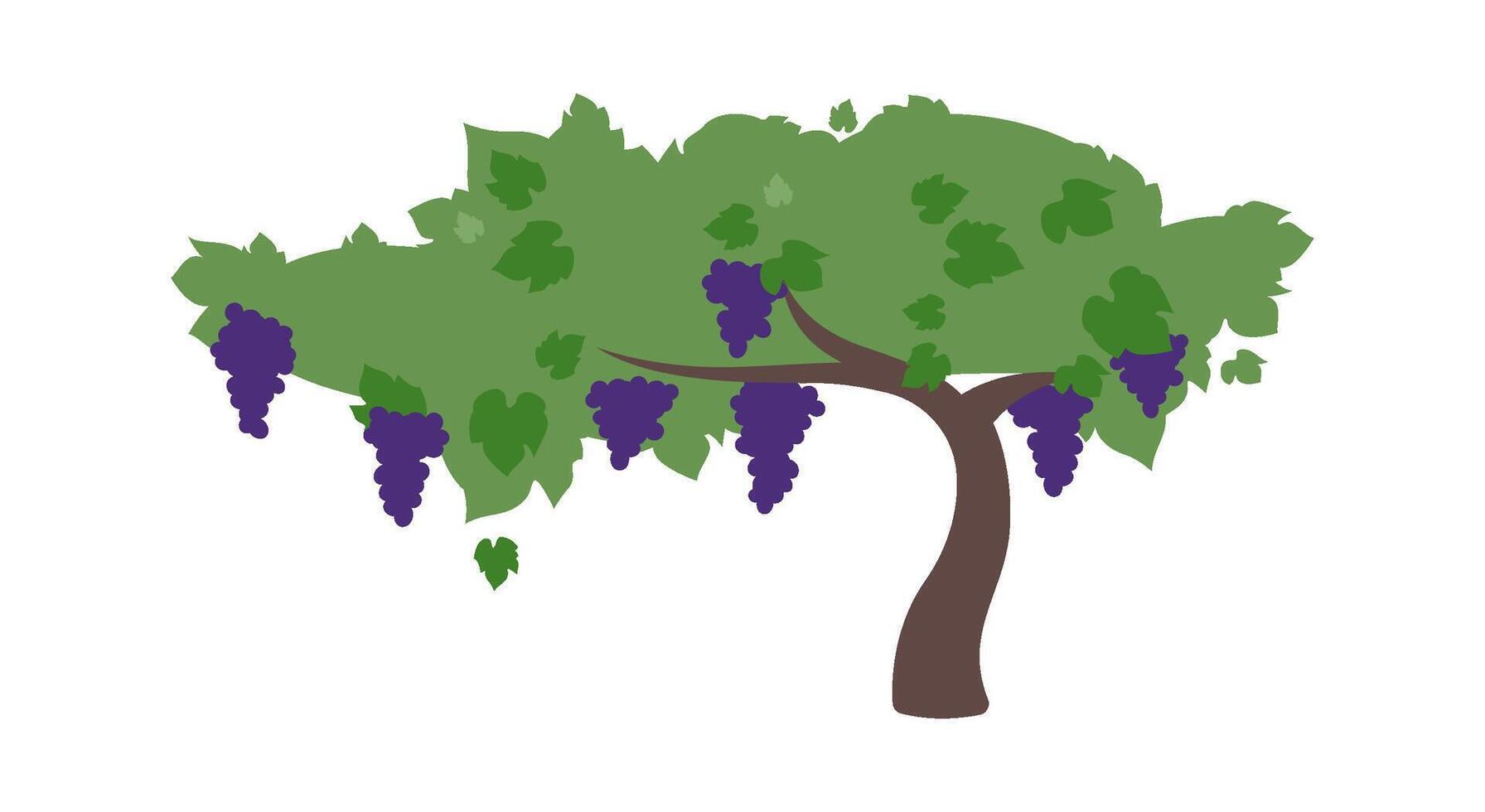 Grape bushes flat icon Organic fresh fruits vector