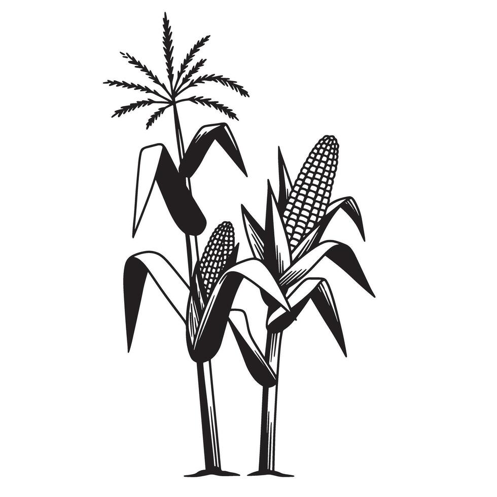 Detailed black and white illustration of corn stalks and their mature ears on a white background vector