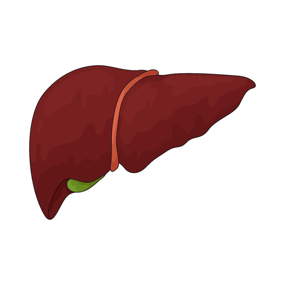 illustration of Healthy human liver vector