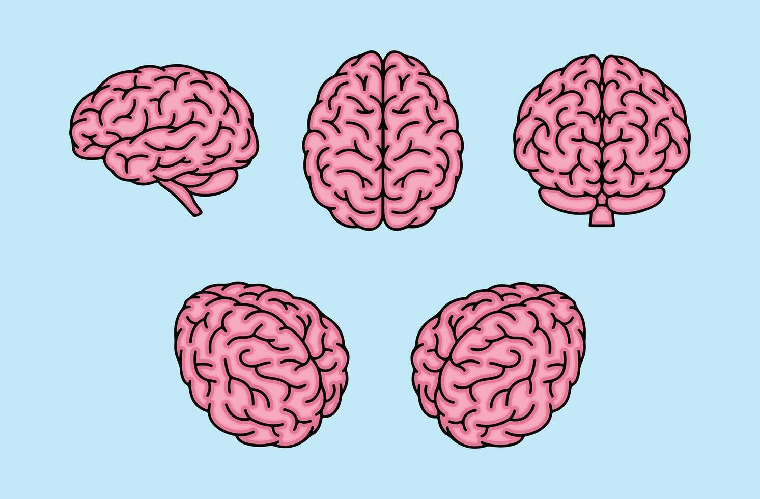 Anatomy of the Human Brain - Illustration Showing Multiple Views of Brain Structure vector