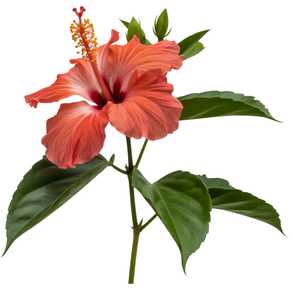 Red Hibiscus Flower with Green Leaves png