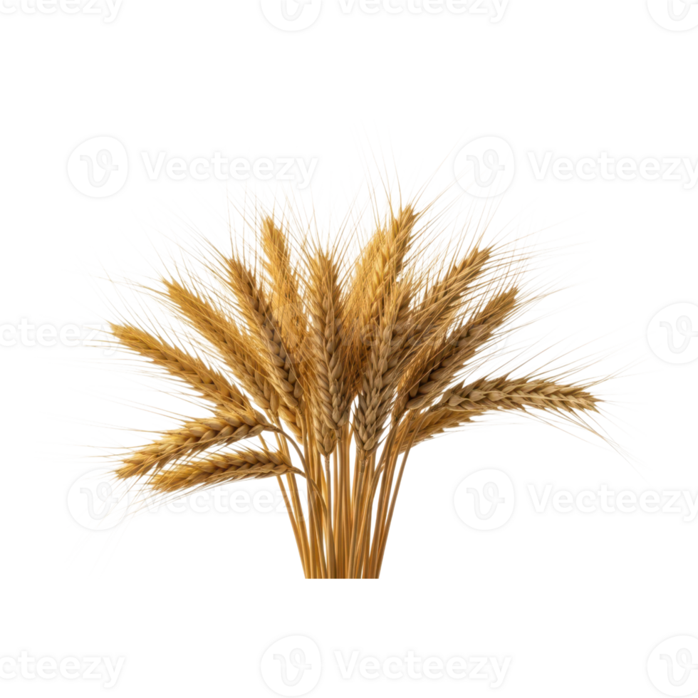 A bunch of golden wheat stalks isolated on transparent background png