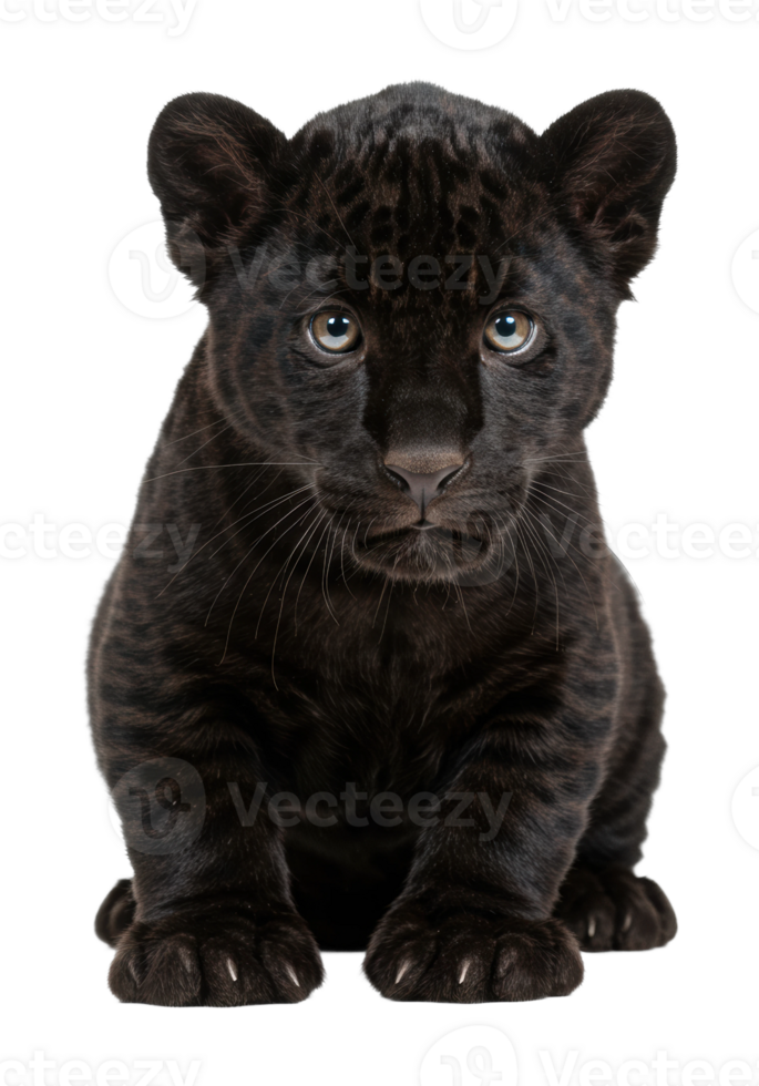 Playful black panther cub natural habitat cute animal portrait indoor environment close-up view png