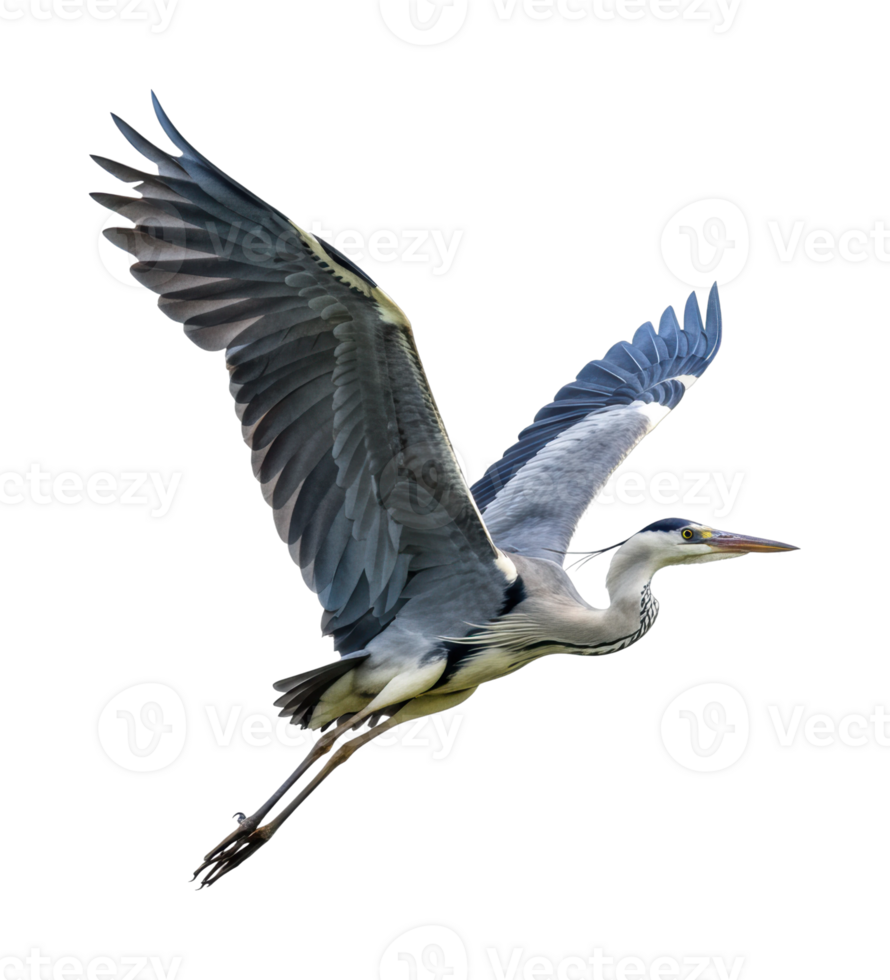 Graceful heron in flight nature reserve wildlife photography open skies close-up avian beauty png