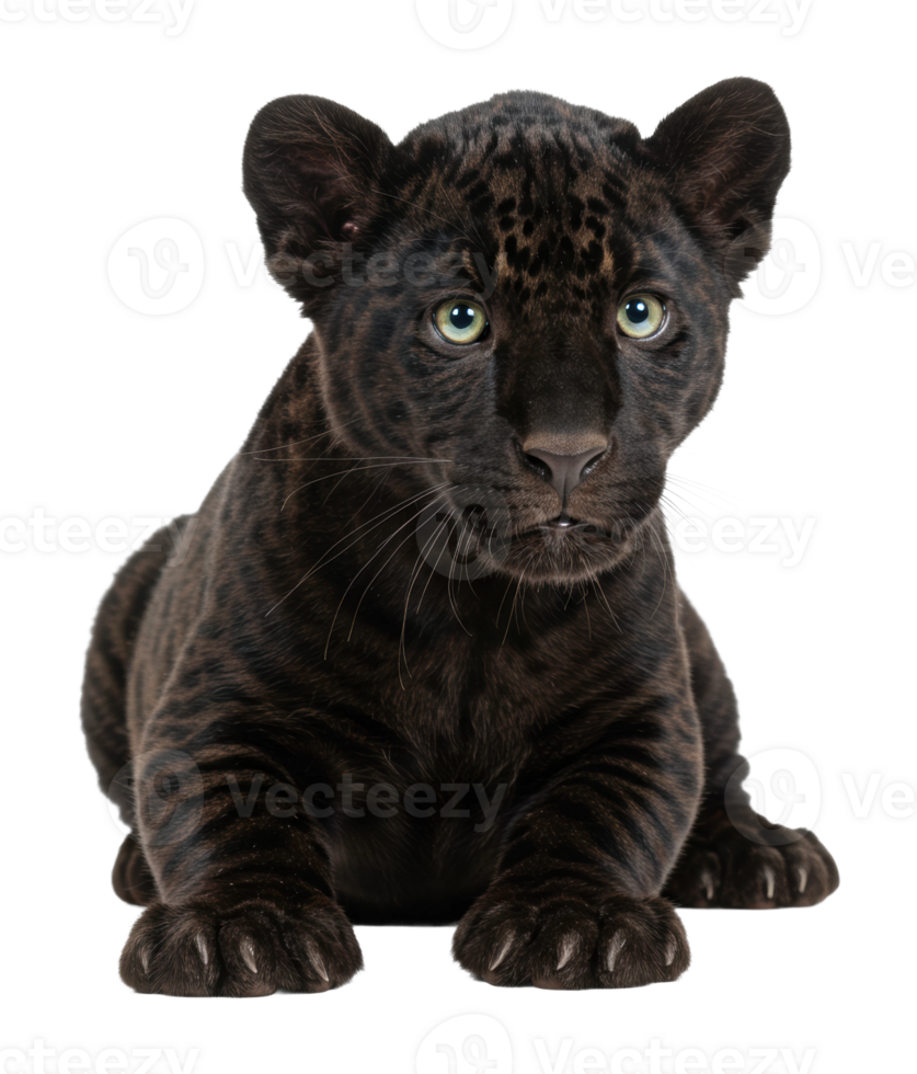 Black panther cub portrait studio animal photography isolated close-up wildlife beauty png