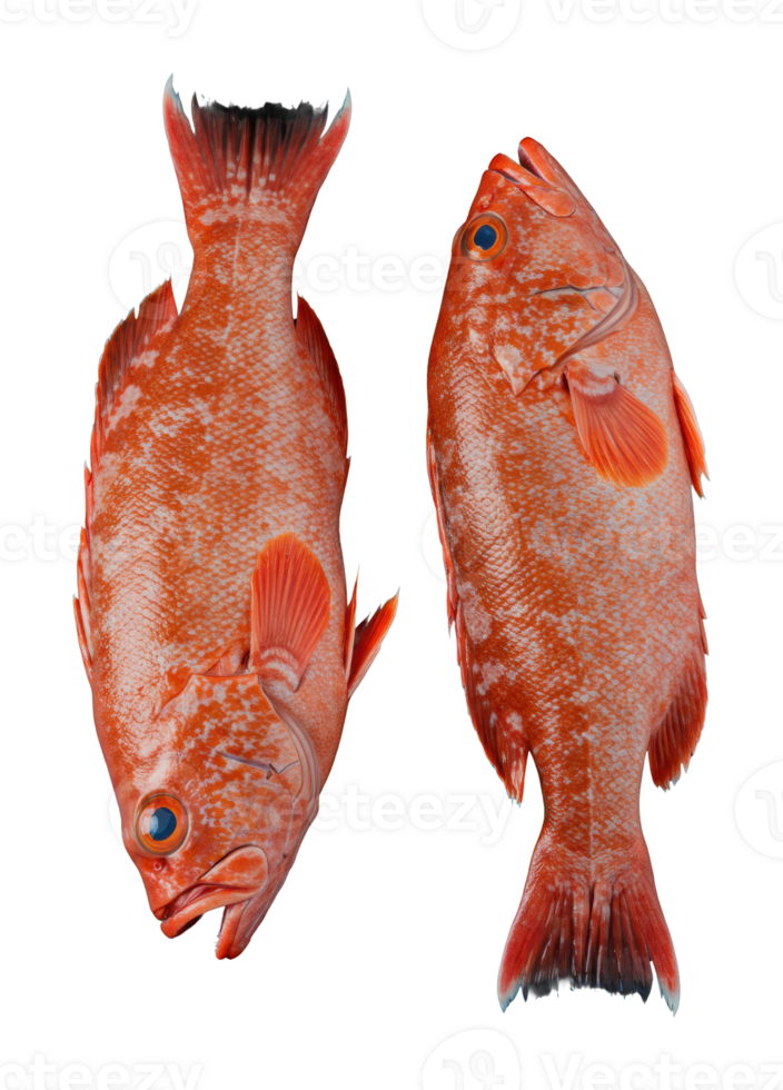 Fishing action colorful fish species underwater environment close-up view marine life concept png
