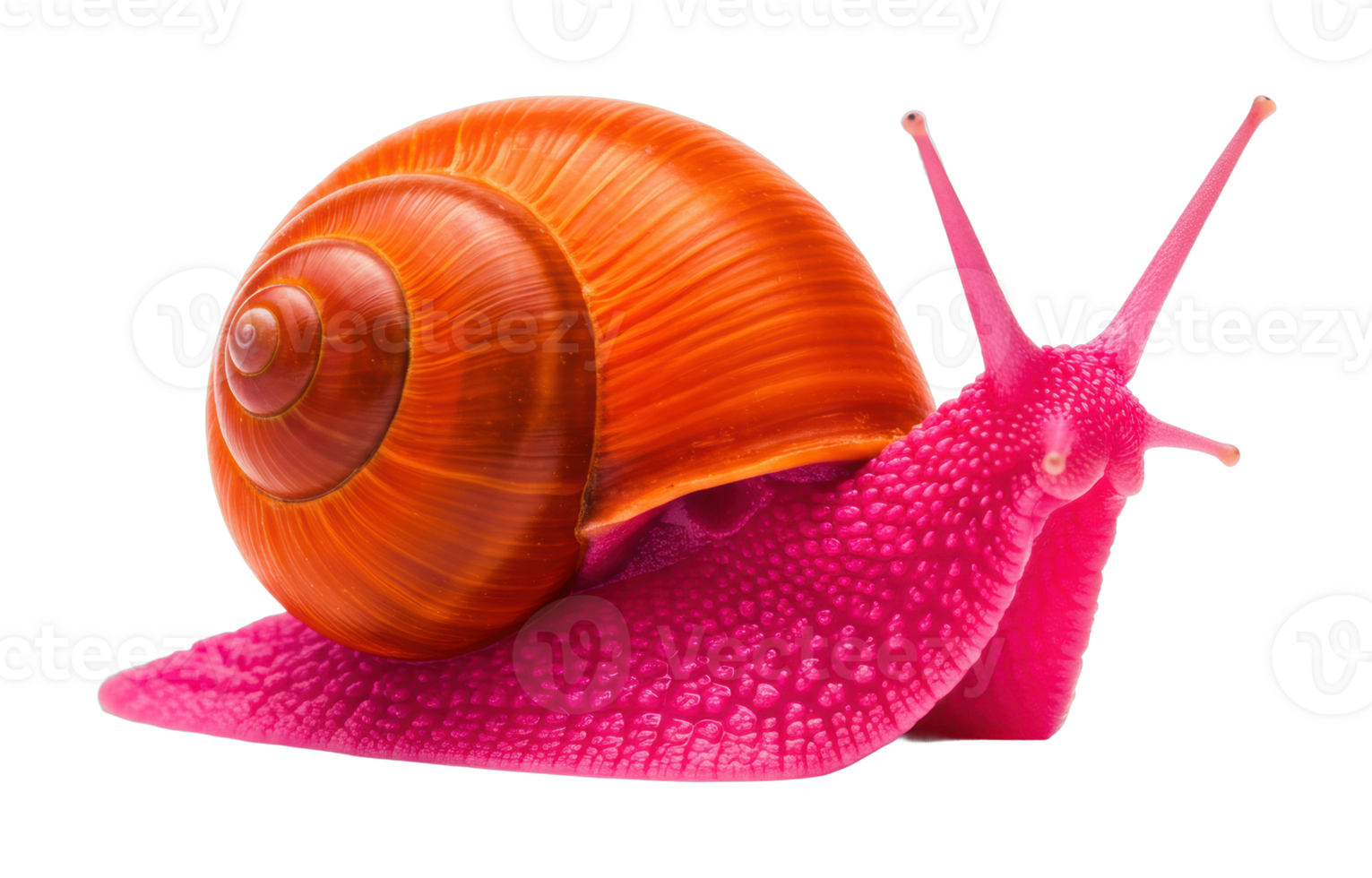 Colorful snail crawling on surface close-up natural environment macro photography perspective png