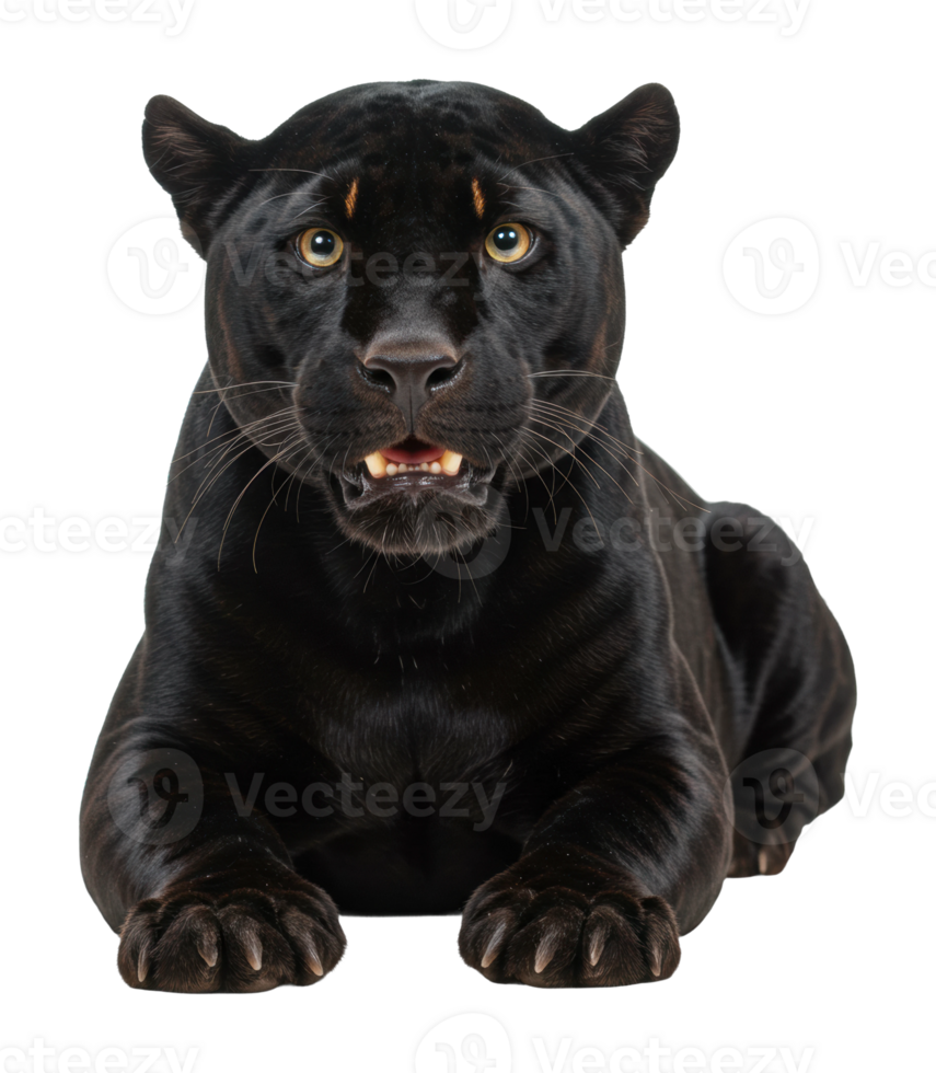 Majestic black panther lying in wait nature reserve wildlife photography serengeti close-up view predator png
