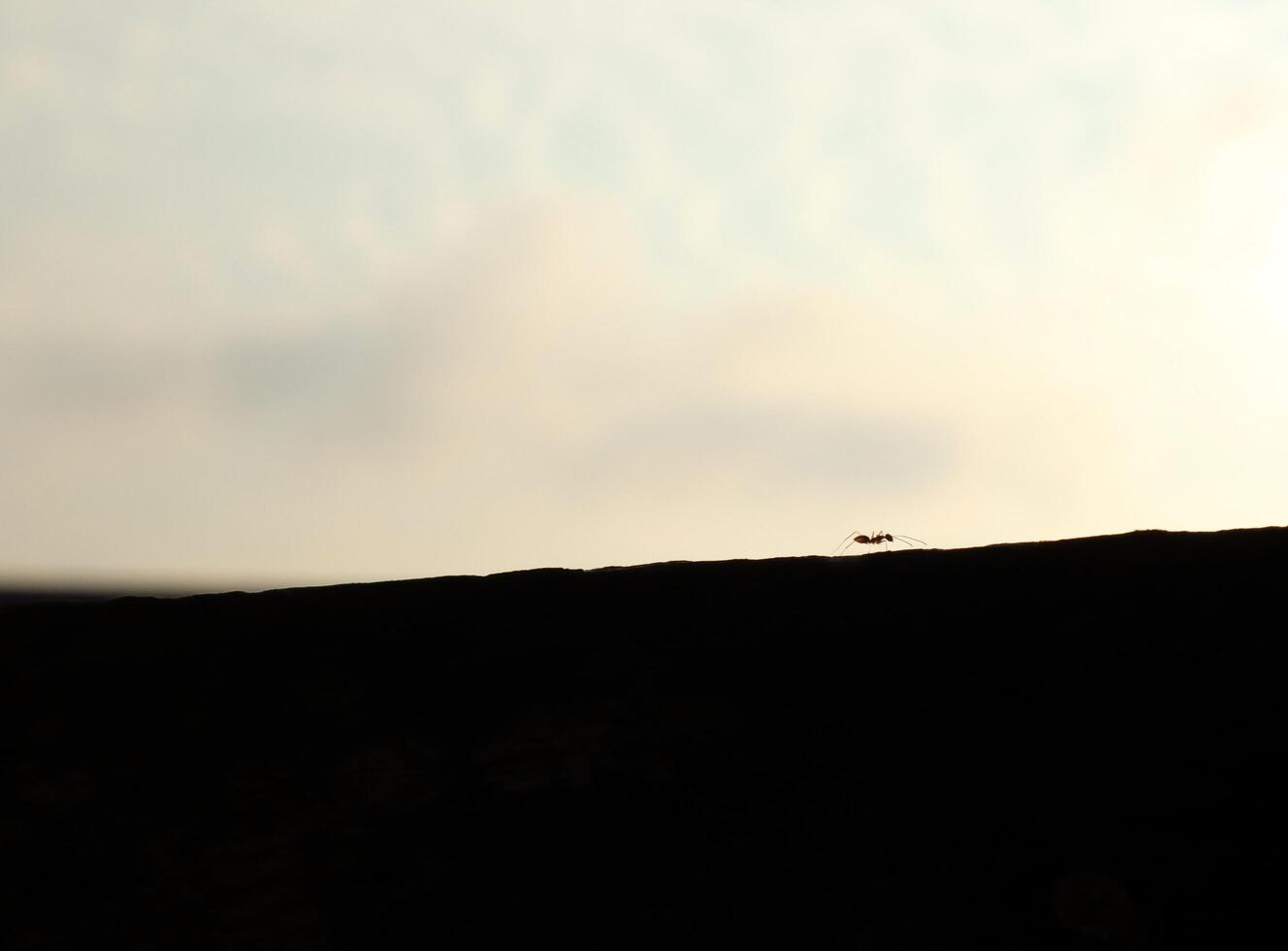 closeup macro photo of an ant in silhouette