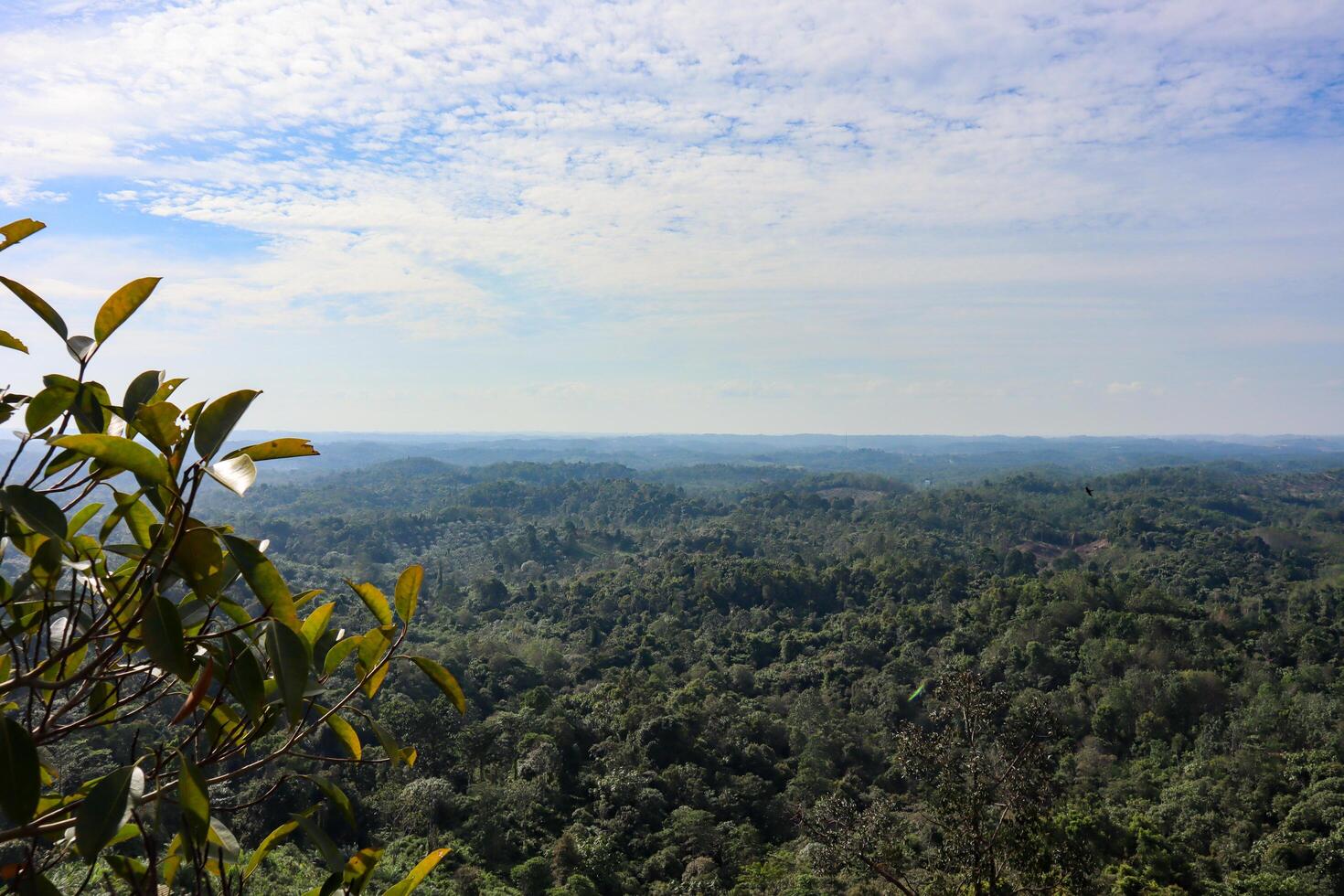 landscape photo of a view of trees on a hill and a view of the forest belo