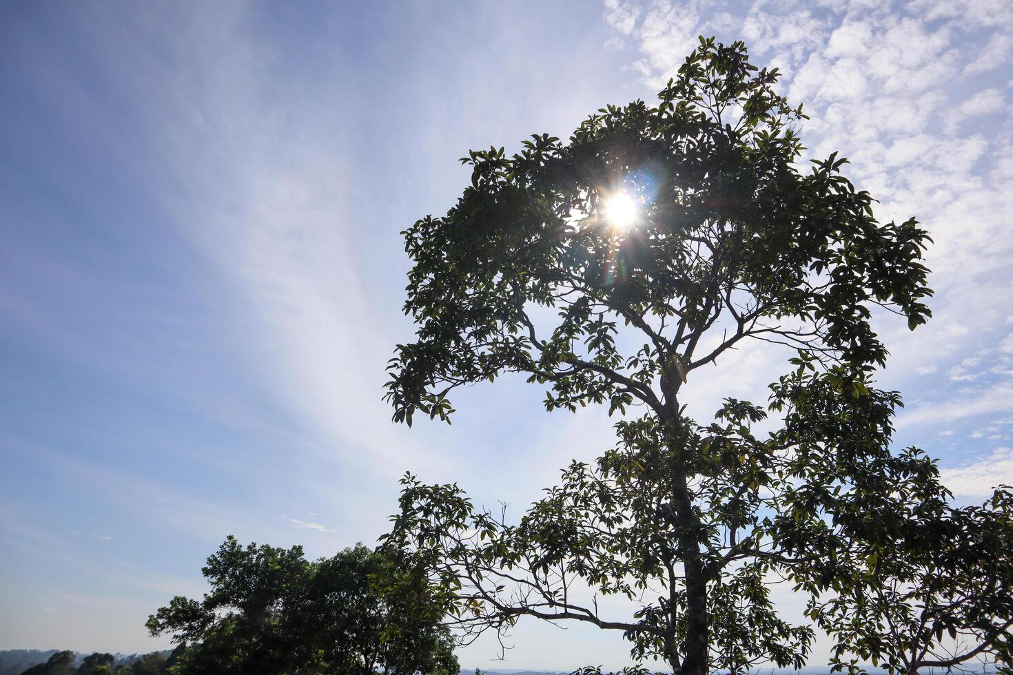 photo of blue sky and trees with sunlight shining