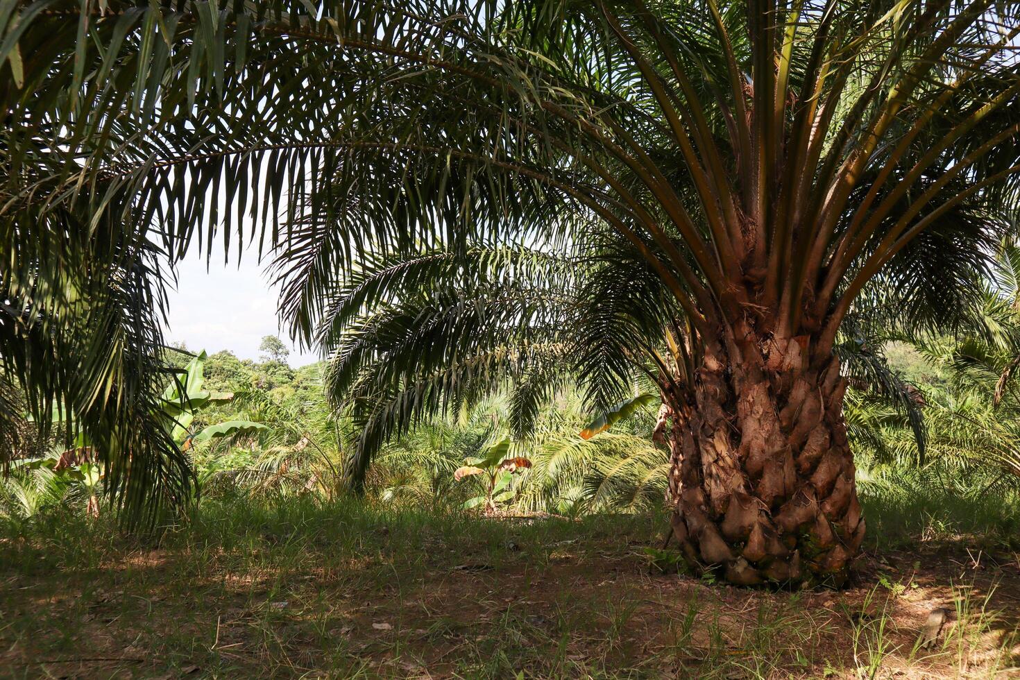 photo of oil palm trees in an oil palm plantation
