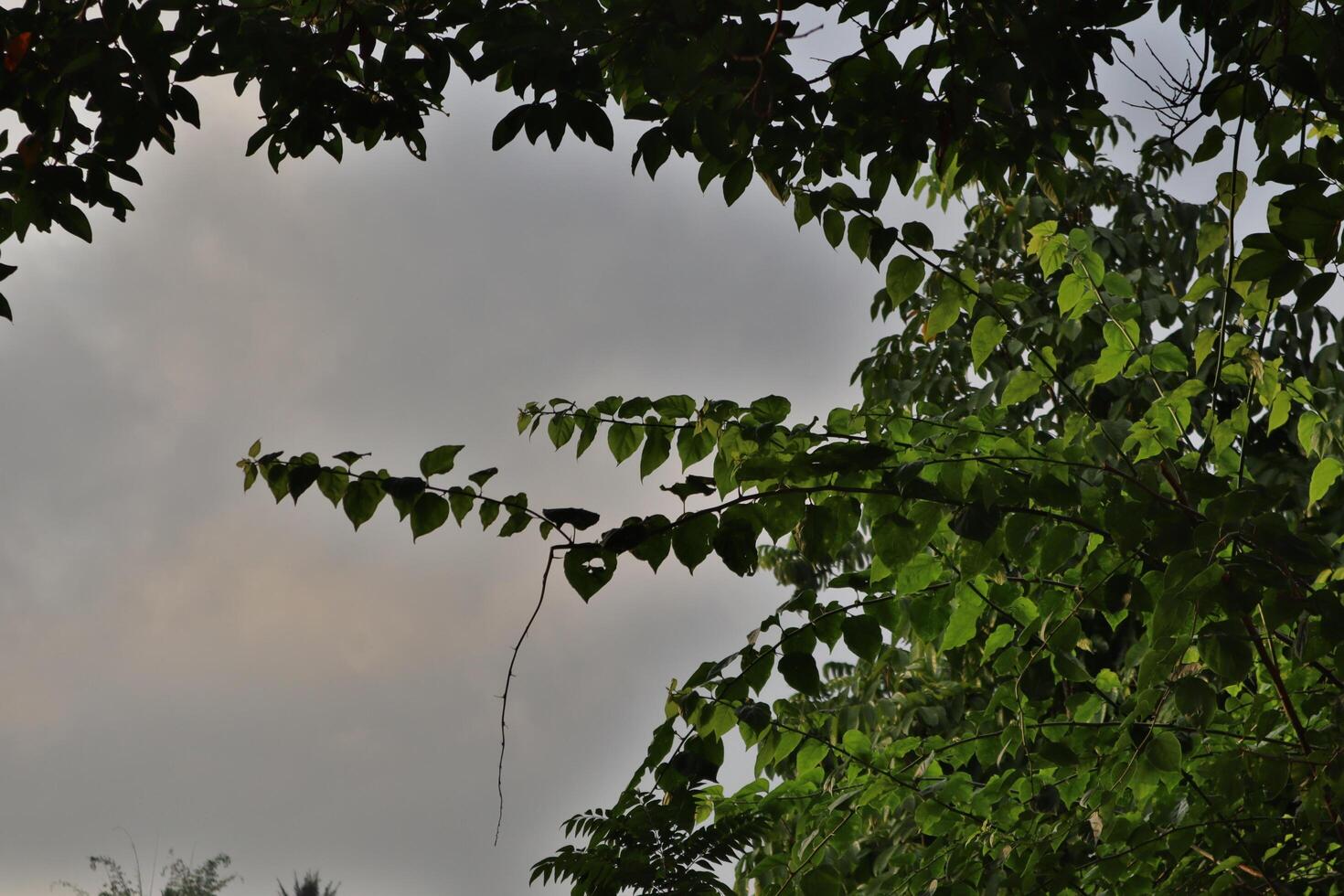 Branches with lush green leaves frame a cloudy sky photo