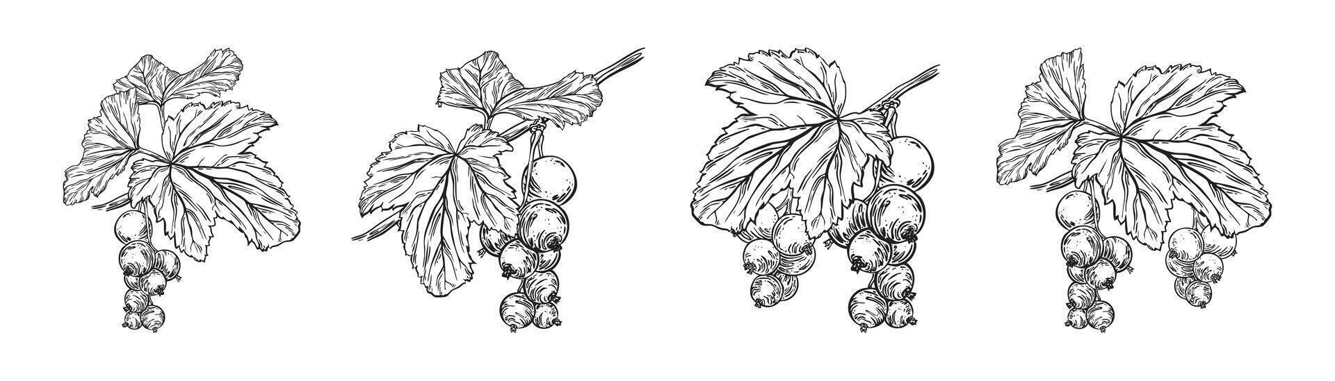Black currant branch with berries, leaves botanical clipart. Set Isolated illustrations black and white sketch. Hand drawn ink collection of summer plant for menu, package, cosmetic, textile. vector