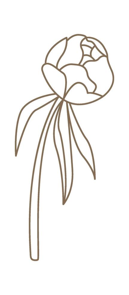 Closed peony bud with leaves in line art style Illustration vector